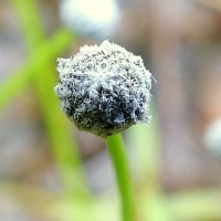 Eriocaulon thwaitesii Körn.